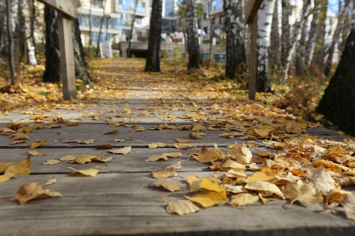 Фото дня: дорога в осень