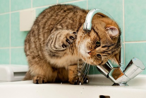 Жителей наукограда вновь ожидает отключение горячей воды