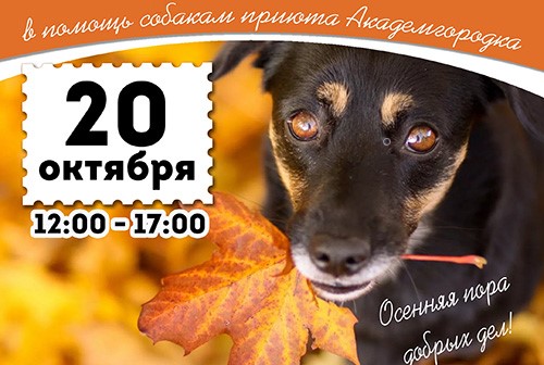 У ДК «Академия» состоится благотворительная фотосессия в пользу Приюта для собак