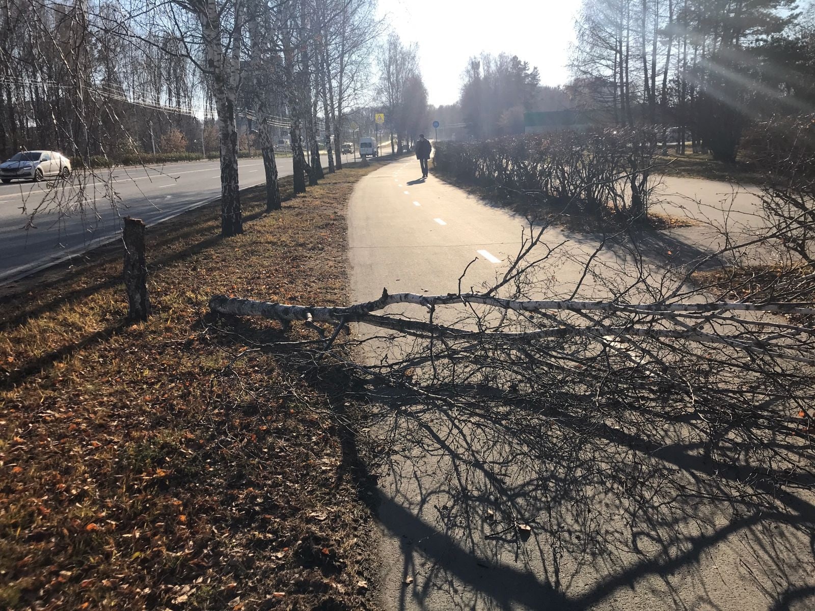 В Кольцово вандалы спилили дерево