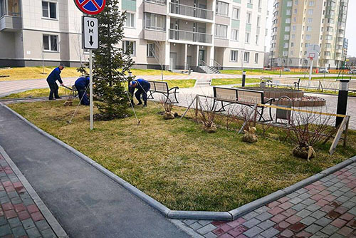 В новых микрорайонах наукограда появится аллея из вязов и кленов